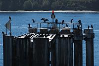 201509OlympicPeninsula 174