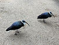 IMG 4750