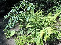 IMG 5978