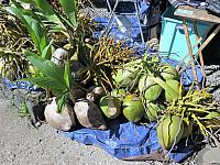 IMG 6780