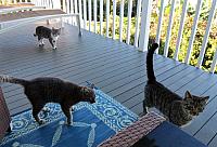 IMG 6461