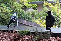 IMG 8896