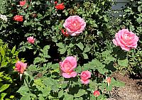 IMG 0816