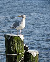 IMG 3045