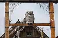 IMG 4136