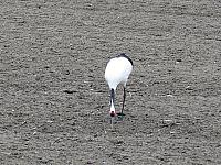IMG 4162
