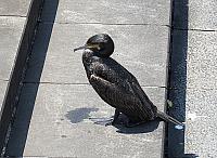 IMG 4052